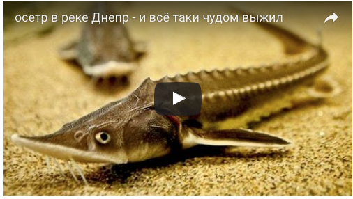 Une augmentation de la population de sterlet a été enregistrée dans le Dniepr