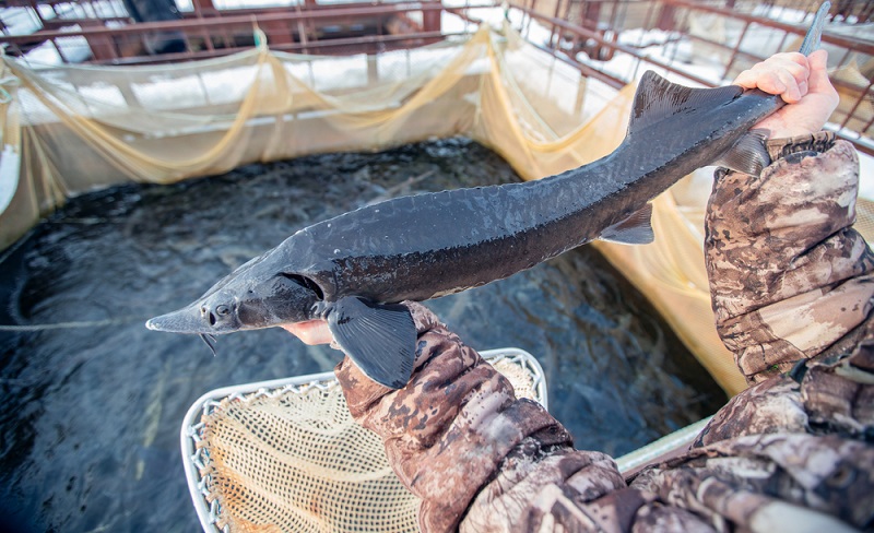 Quel poisson produit le caviar noir ?